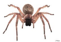 Golden Huntsman Spider.jpg Golden Huntsman Spider.jpg