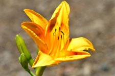 _ROY3926_00001.jpg
