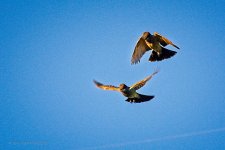 06-06-20-cr_D7K2944-ON1.jpg