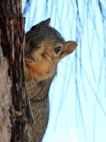 Squirrel.jpg