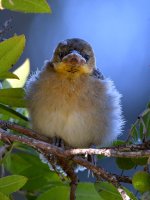 Oriole4.jpg