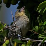 Oriole7.jpg