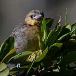 Oriole10.jpg