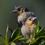 Oriole16.jpg