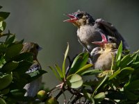 Oriole14.jpg