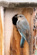 Bluebirds-500.jpg