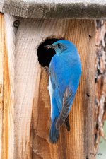 Bluebirds-501.jpg