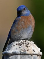 Bluebird4.jpg
