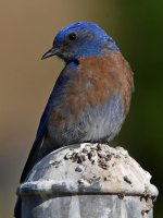 Bluebird5.jpg
