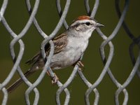 ChippingSparrow.jpg