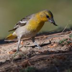 Oriole3.jpg