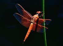 _ROY4148_00001.jpg