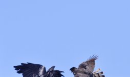 _ROY4166_00001.jpg