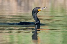 CormorantSwim-500.jpg