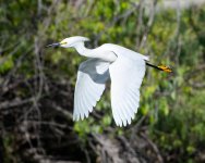 SnowyFlight-555.jpg