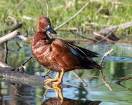 CinnamonTeals-502.jpg