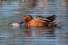 CinnamonTeals-501.jpg