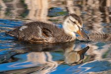 Duckling-530.jpg