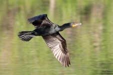 CormorantFlight-565.jpg