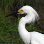 Egret.jpg