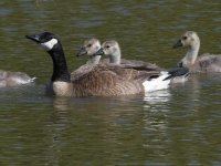 Goose.jpg