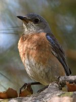 Bluebird7.jpg