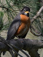 Robin2.jpg