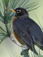 Robin8.jpg