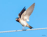 CliffSwallow-500.jpg