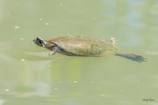 TurtleSwim-500.jpg