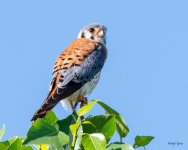 Kestrel-515.jpg