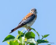 Kestrel-516.jpg
