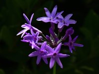 _ROY4223_00001.jpg