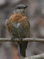 Bluebird7.jpg