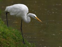 Egret.jpg