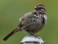 Sparrow2.jpg