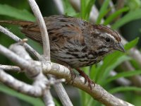 Sparrow7.jpg