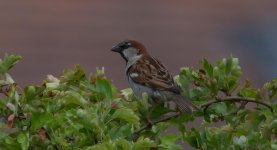 sparrow.jpg