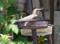 juvenile Starling.jpg