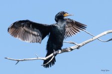 CormorantWings-515.jpg