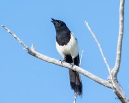 Magpie-515.jpg