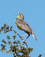 Meadowlark-515.jpg
