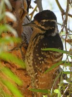 Woodpecker2.jpg