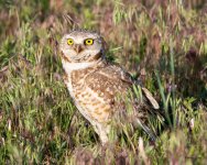 Burrowing Owl-515.jpg