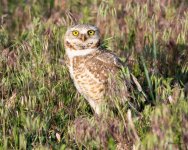 Burrowing Owl-516.jpg