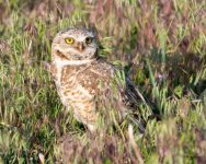 Burrowing Owl-517.jpg