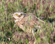 Burrowing Owl-518.jpg