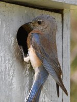 Bluebird3.jpg