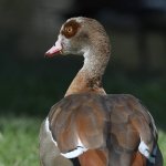 Goose2.jpg