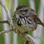 Sparrow6.jpg